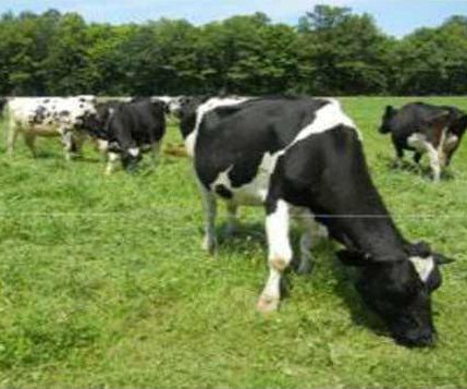 CROP Dairy-300x225