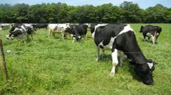 CROP Dairy-300x225