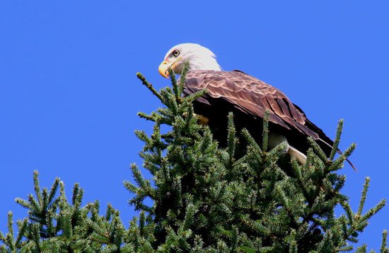 Are eagles endangered image
