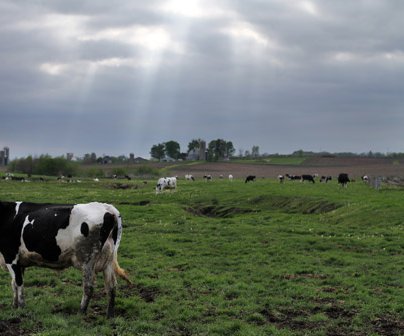 cow