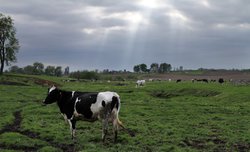 cow