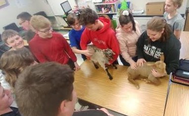 MMS baby lambs sheep 1