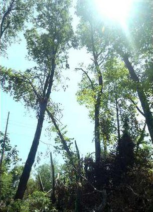 1B sun through trees