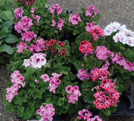 Farmers market flowers
