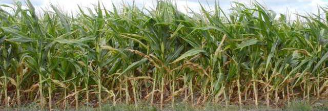 dry corn field