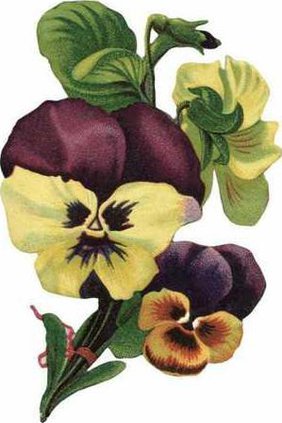 vintage-pansy