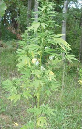 marijuana plant kvamme