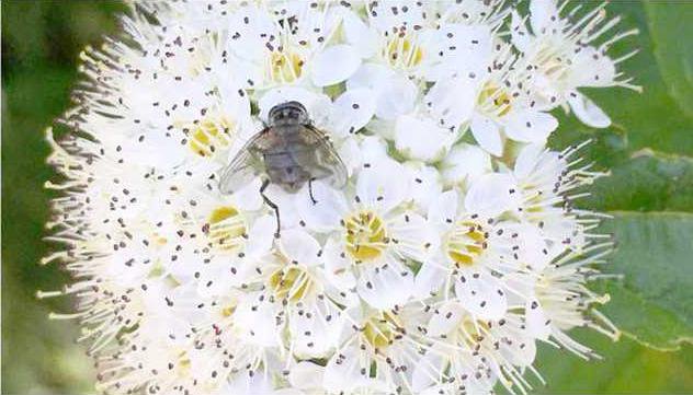 Biodiversity