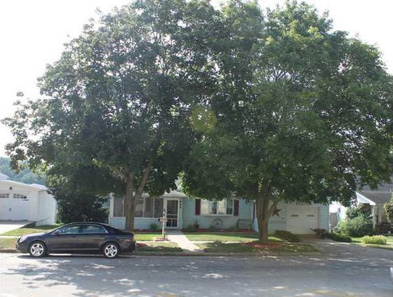 Sanders house trees