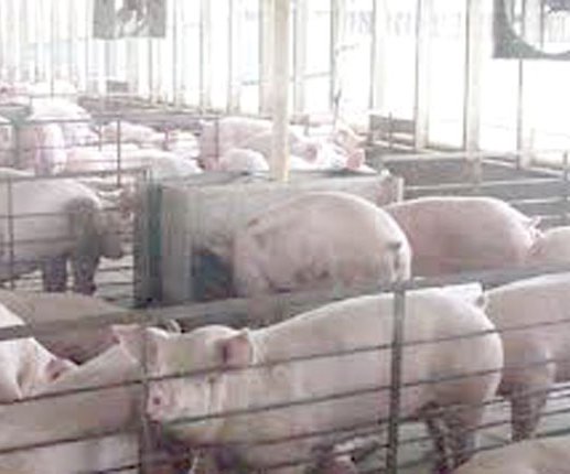 Hogs in CAFO
