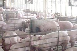 Hogs in CAFO