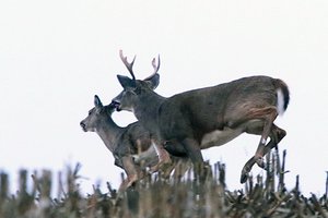 deer