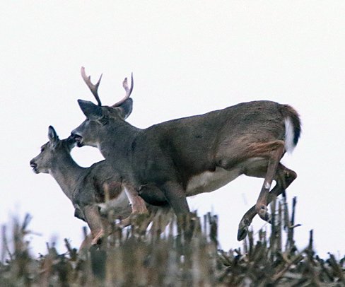 deer