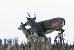 deer