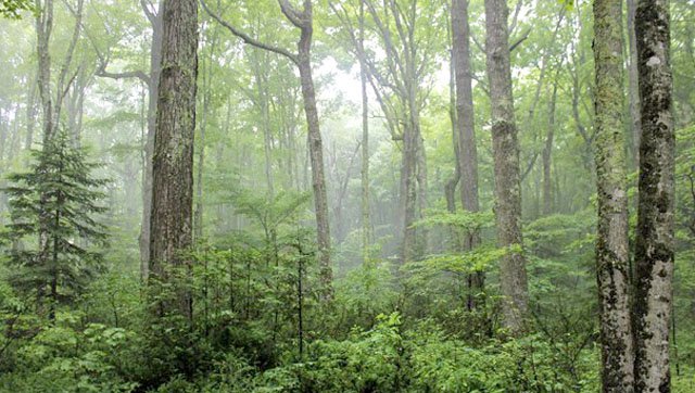 County Tree Sales Are Up And Running Swnews4u