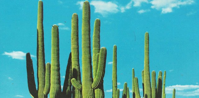 Gibbs_Cactuses