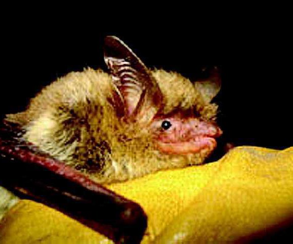 Long-eared bat
