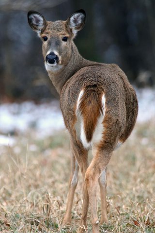 Be mindful of heart health risks during hunting season – The Monroe Times