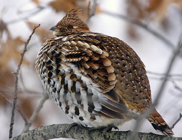 No sharp-tailed grouse hunting season for fall 2020 - Monroe Times