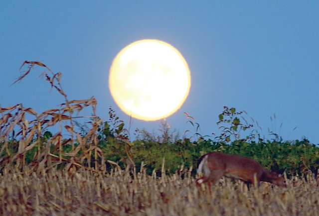 Fall hunter safety education courses available in Sept ...