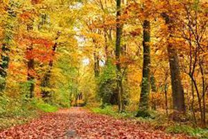 Autumn