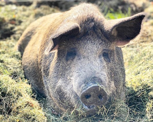 EM_Glamour Pig