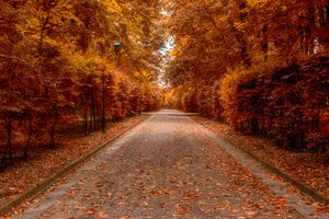 fall autumn leaves