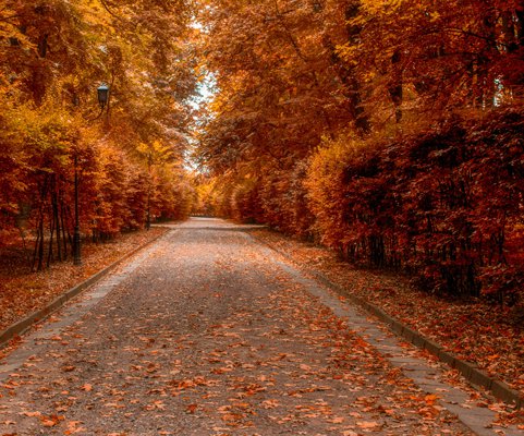 fall autumn leaves