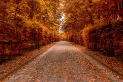 fall autumn leaves