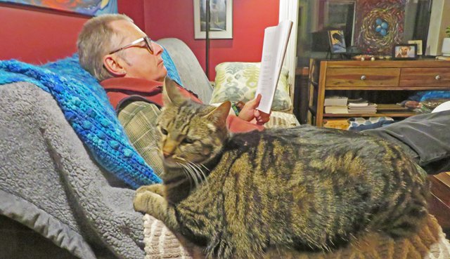 Dane and cat reading a book
