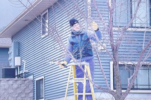 Cindy Kohles pruning trees