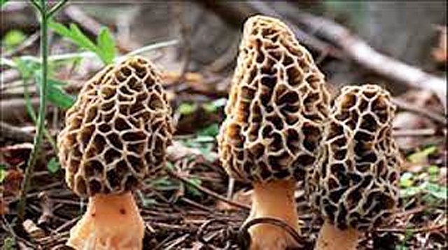 Morel Mushrooms