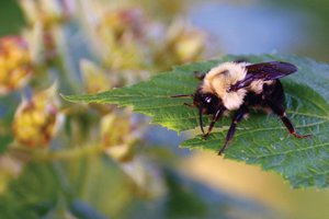 bee
