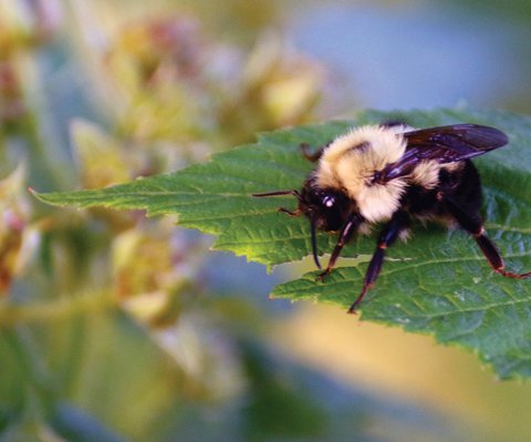 bee