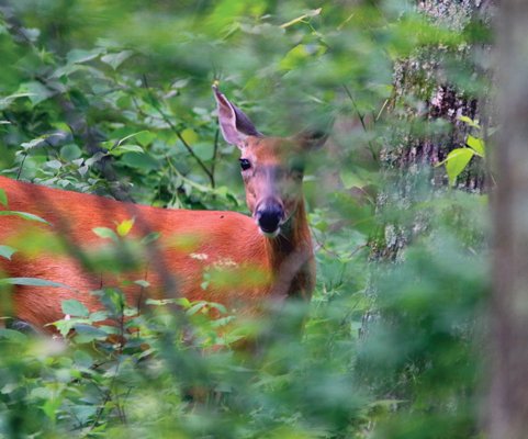 deer