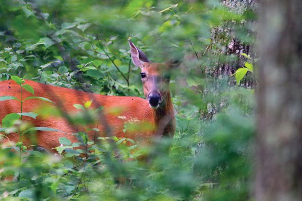 deer