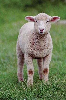 lamb_N1204P24010C