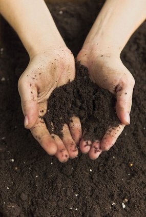 5969792_HandsInSoilC1003