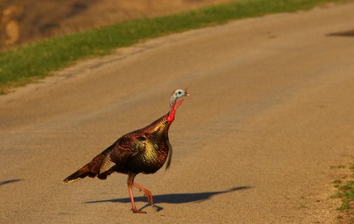 İşte şampiyon arayan bir Minnesota hindisini nasıl seçiyor?