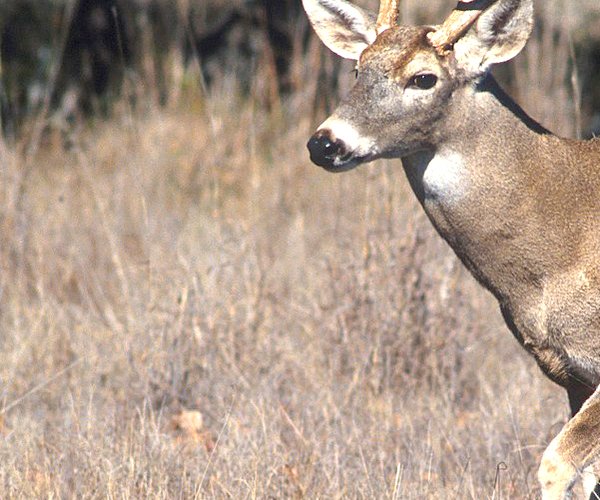 Deer