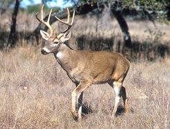 Deer