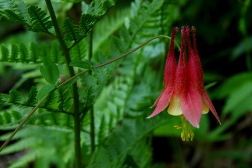 Columbine