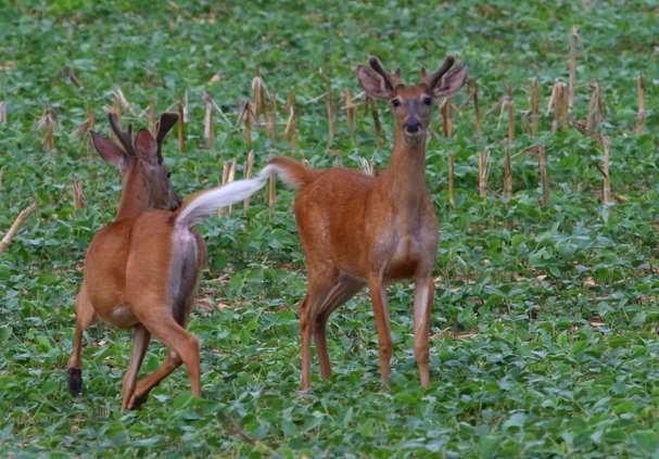 Whitetail bucks together