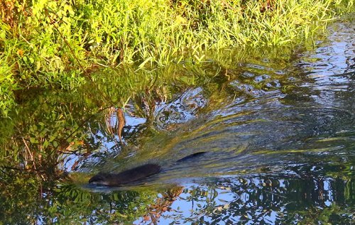 Muskrat swimming