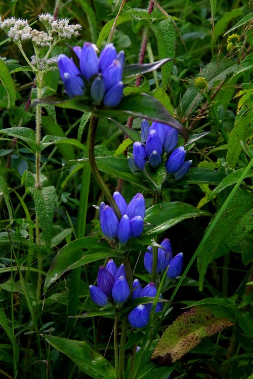 Blue Gentian