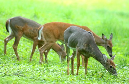 Different Deer Coats