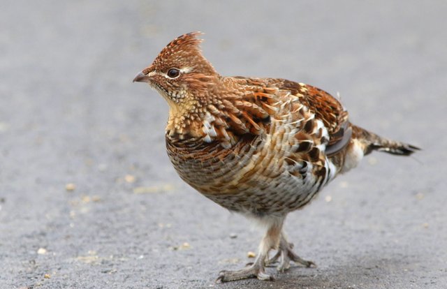 General hunting opener is welcome opportunities - SWNews4U