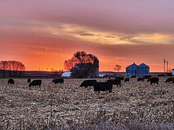 Mitchell O’Brien is new member of American Angus Association