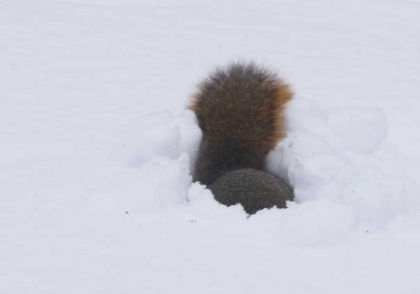 Squirrel in snow