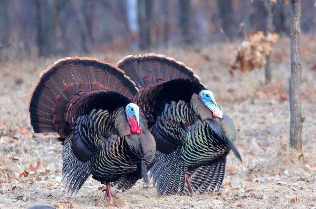 Male gobblers